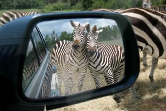Funny-Couple-Zebra-Looking-In-Cars-Mirror